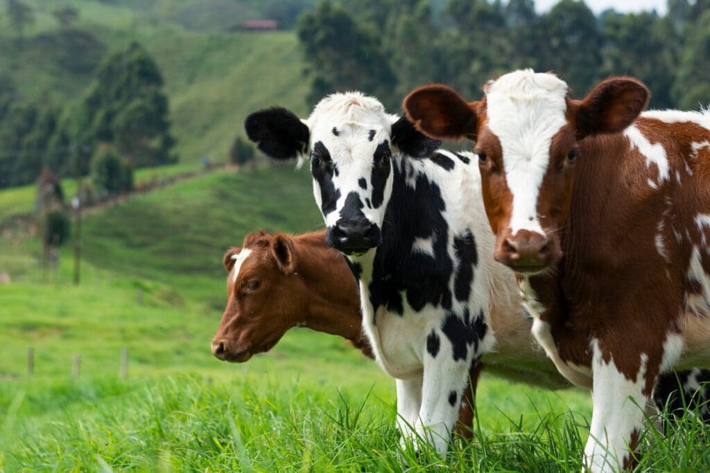 rural taupo New Zealand cows