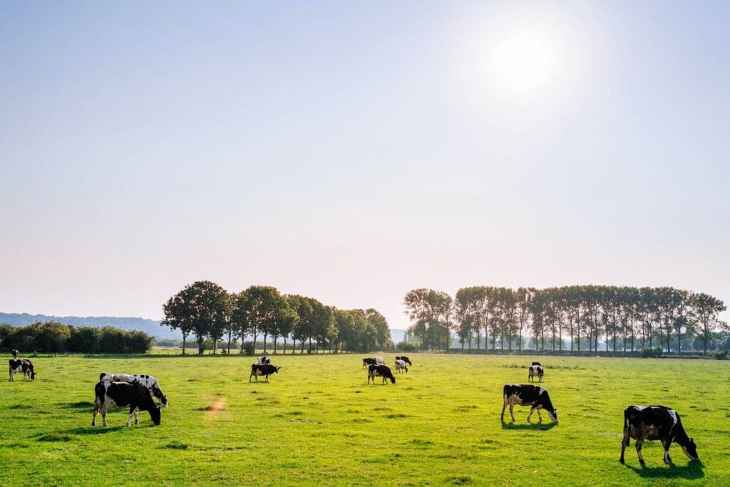 Dairy cows in a field in rural New Zealand